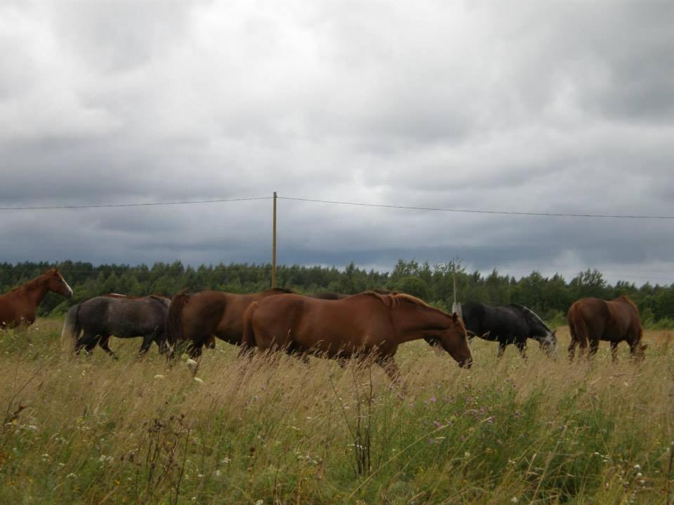 Sassi Talu Horsefarm Hotel แปร์นูมา ภายนอก รูปภาพ